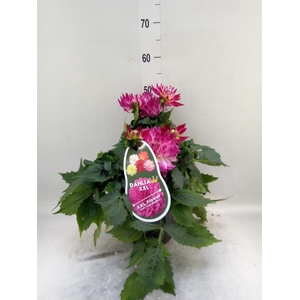 Dahlia DE 'Labella Magg Rose Bicol'