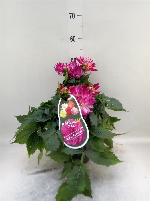 <h4>Dahlia DE 'Labella Magg Rose Bicol'</h4>
