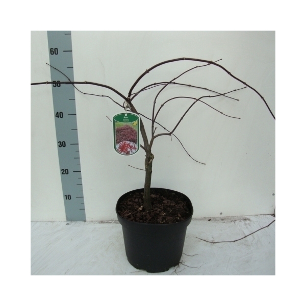 <h4>Acer pal. 'Garnet'</h4>