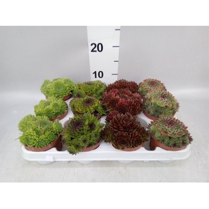 Sempervivum   ...