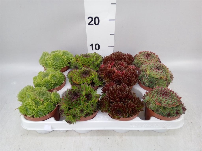 <h4>Sempervivum   ...</h4>