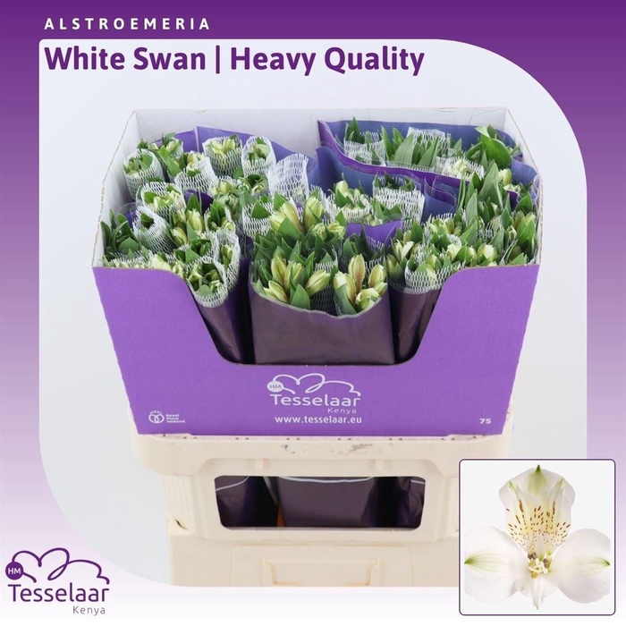 <h4>Alstroemeria White Swan | Heavy Quality</h4>