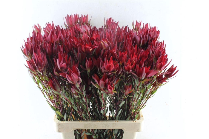 <h4>Leucad Sal Blush Ex</h4>