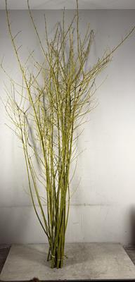 Cornus Flaviramea Geel Vertak