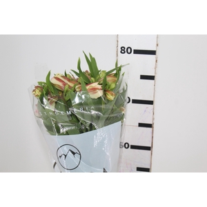 ALSTROEMERIA REBECCA 080 CM