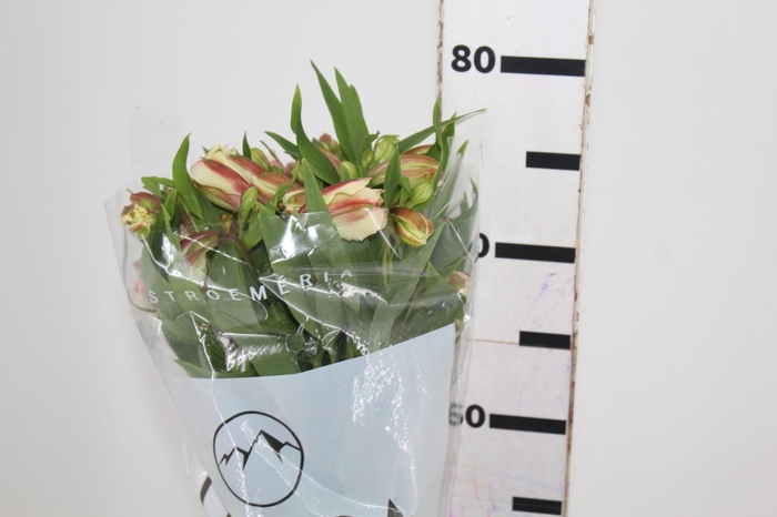 ALSTROEMERIA REBECCA 080 CM