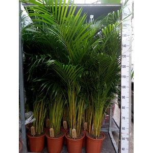 Dypsis lutescens   ...Chrysalidoca