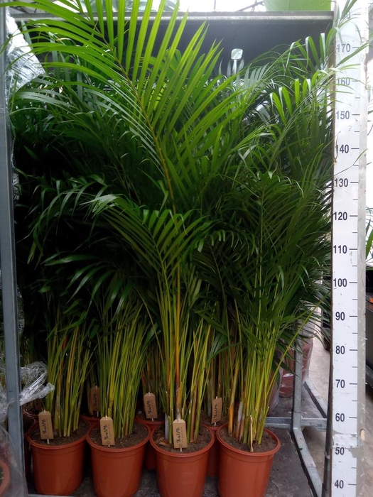 <h4>Dypsis lutescens   ...Chrysalidoca</h4>