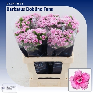 Dianthus Barbatus 'doblino Fans'
