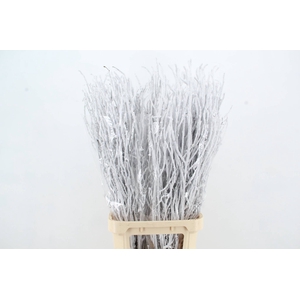 Betula Snow 120cm per bunch