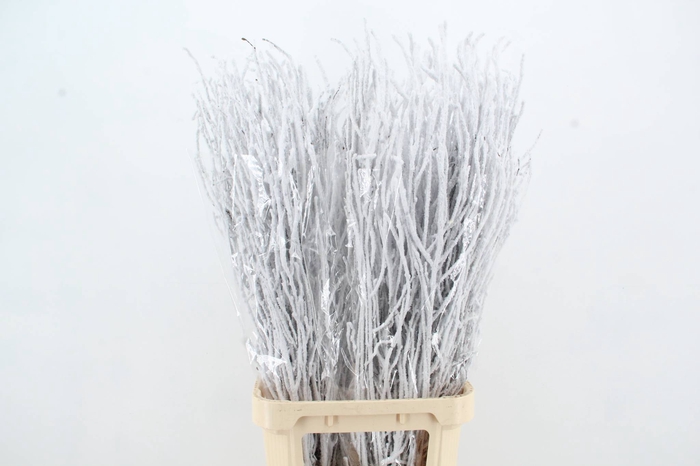 <h4>Betula Snow 120cm per bunch</h4>
