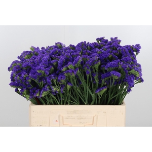 Statice Crystal Dark Blue