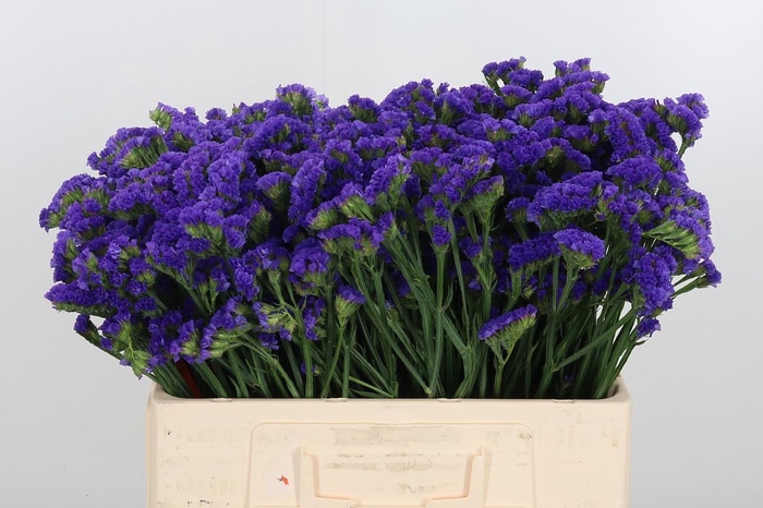 <h4>Statice Crystal Dark Blue</h4>