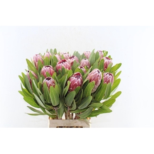 Protea Pink Ice