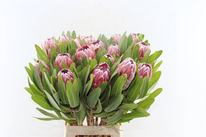 <h4>Protea Pink Ice</h4>