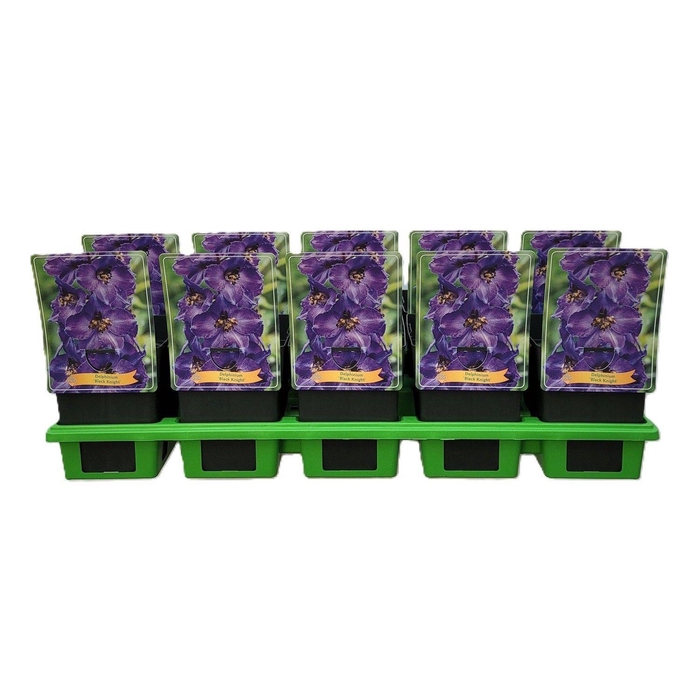 <h4>Delphinium 'Black Knight' P11</h4>