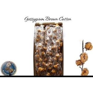 Gossypium Brown 10bal