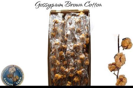 <h4>Gossypium Brown 10bal</h4>