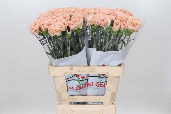 <h4>DI ST LEGE MARRONE</h4>