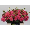 Dahlia Doris Duke