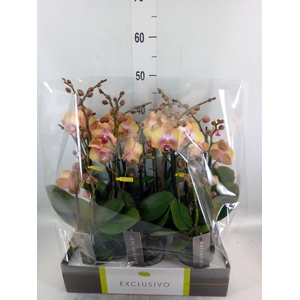 Phalaenopsis multi.   ...orange