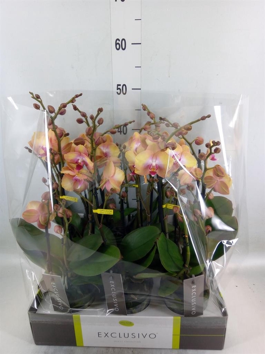 <h4>Phalaenopsis multi.   ...orange</h4>