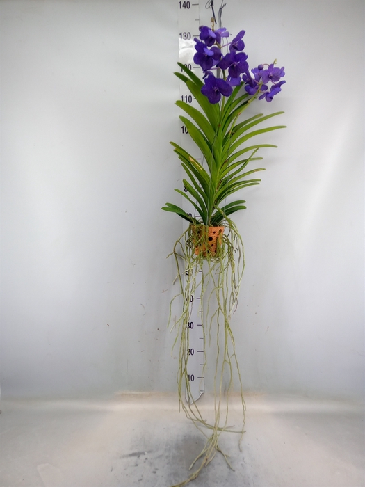 <h4>Vanda  hybriden</h4>