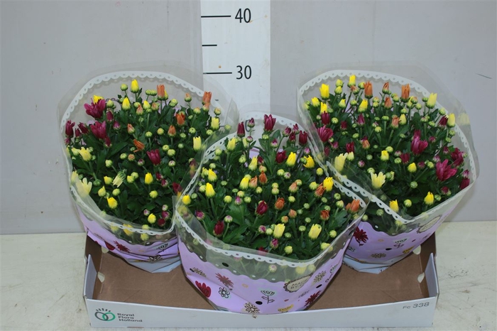 <h4>Chrysanth Carnaval Schaal</h4>