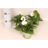 Begonia semp. Wit