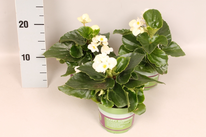 Begonia semp. Wit