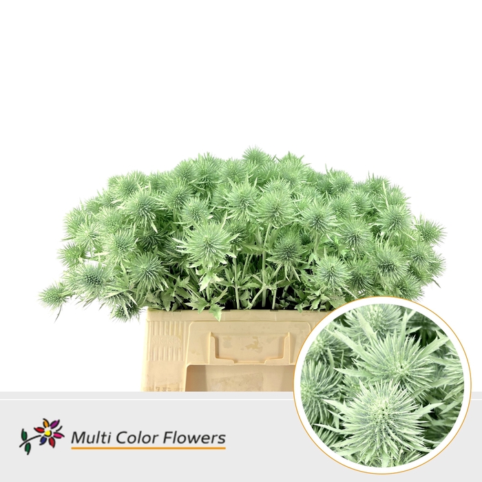 <h4>Eryngium Mint</h4>