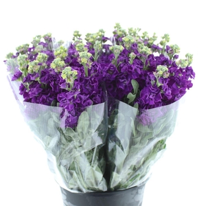 Matth Incana Iron Purple Super