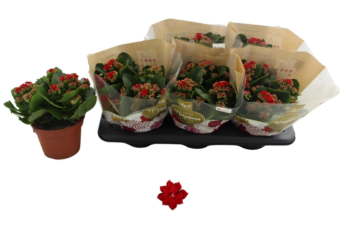 <h4>KAL GE DON JUSTINO</h4>