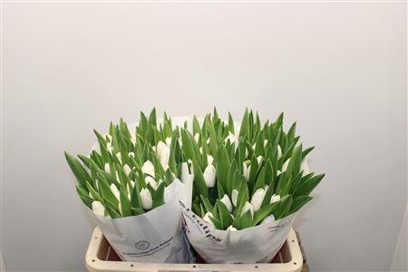 <h4>Tu En Royal Virgin</h4>