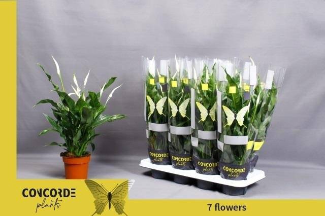 Spathiphyllum Sweet Curiosa 13Ø 55cm 7fl