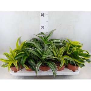 Dracaena   ...mix