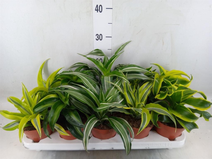 <h4>Dracaena   ...mix</h4>