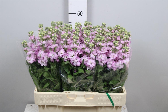 <h4>Matth Mathilda Pink</h4>