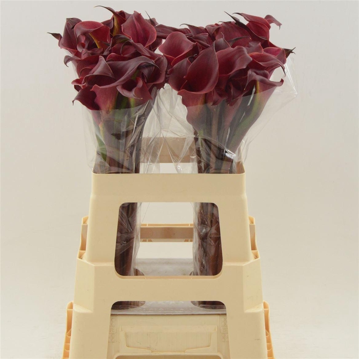 <h4>Calla Red Charm | XXL</h4>