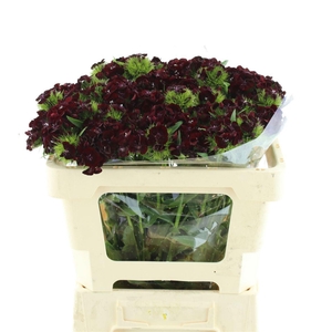 DI BARB BARBIENNE BURGUNDY DI BARB