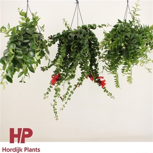Aeschynanthus overig