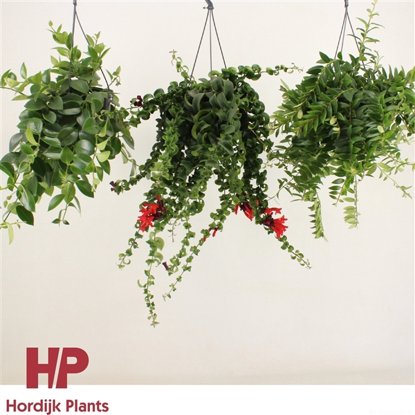 <h4>Aeschynanthus overig</h4>
