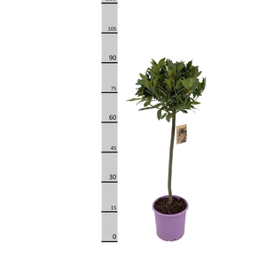 LAU NOBILIS