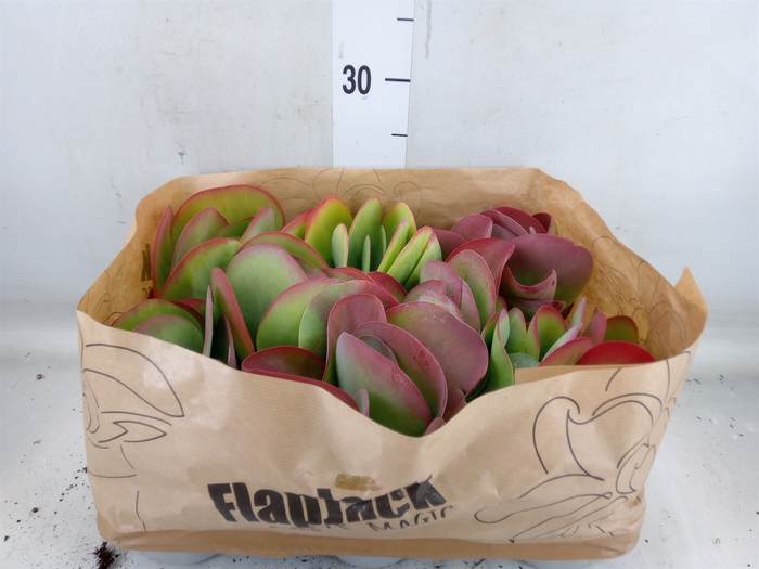 <h4>Kalanchoe NF thyrsiflora</h4>