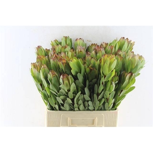 LEUCAD SAF GOLDSTRIK