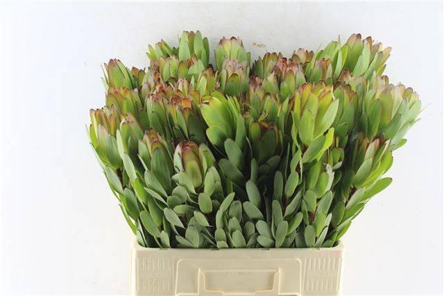 <h4>LEUCAD SAF GOLDSTRIK</h4>