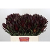 Leucadendron Saf Sunset Dark Red