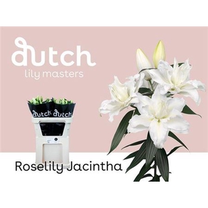 Li Or Du Roselily Jacintha