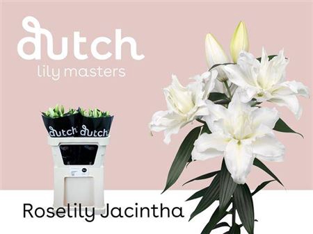 <h4>Li Or Du Roselily Jacintha</h4>