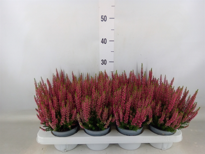 <h4>Calluna vulg. 'Beauty L Steffi'</h4>
